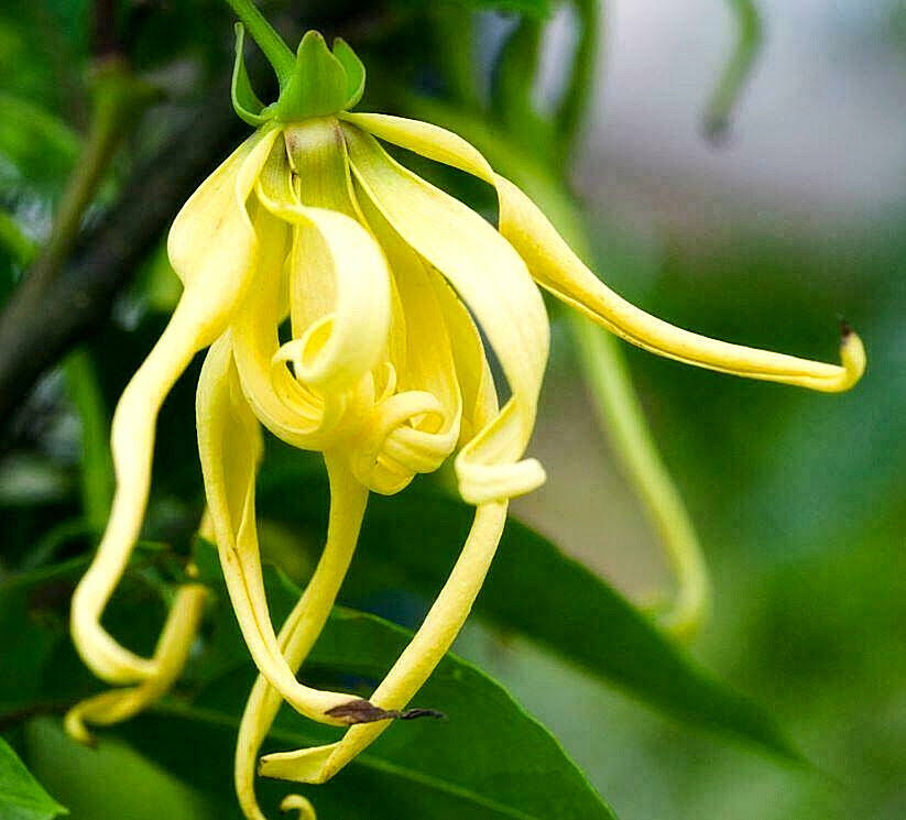 HUILE DE CROISSANCE YLANG-YLANG